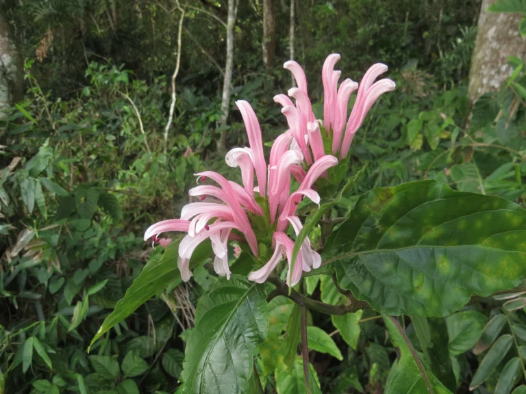 Justicia carnea (1)