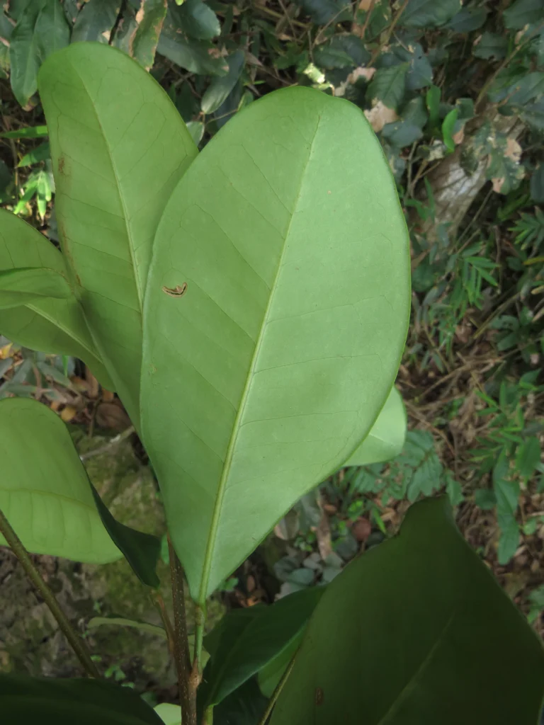 Esenbeckia grandiflora (7)