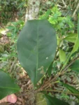 Esenbeckia grandiflora (5)