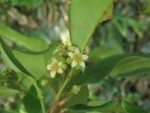 Esenbeckia grandiflora (3)