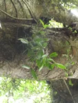 Cattleya forbesii (1)