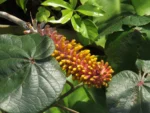 Aechmea kertezsiae (2)