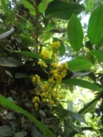 Trichocentrum pumilum (2)