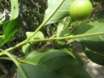 Solanum pseudoquina (6)