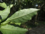 Solanum pseudoquina (5)