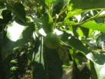 Solanum pseudoquina (2)