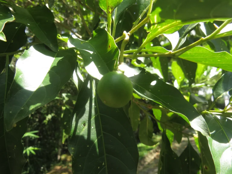 Solanum pseudoquina (2)
