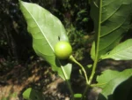 Solanum pseudoquina (3)