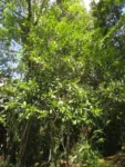 Solanum pseudoquina (1)