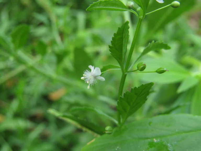 Scoparia dulcis (4)