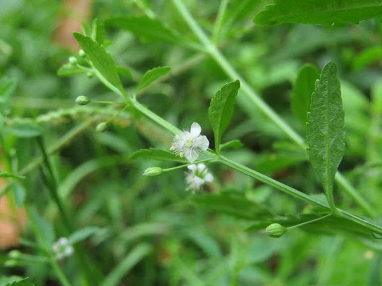 Scoparia dulcis (5)