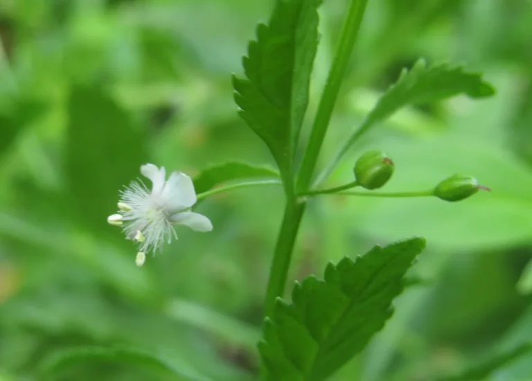 Scoparia dulcis (3)