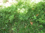 Scoparia dulcis (1)