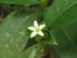 Psychotria laciniata (3)