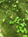 Peperomia rotundifolia (2)