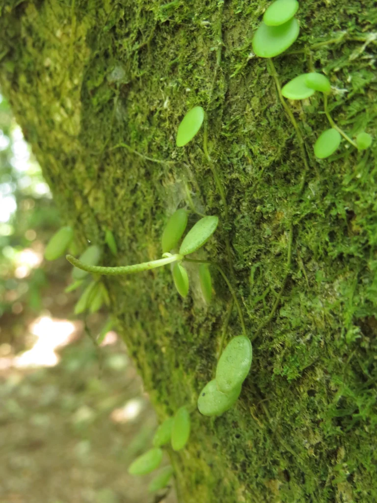 Peperomia rotundifolia (3)