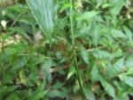 Oplismenus hirtellus (4)