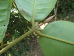 Myrcia spectabilis (11)