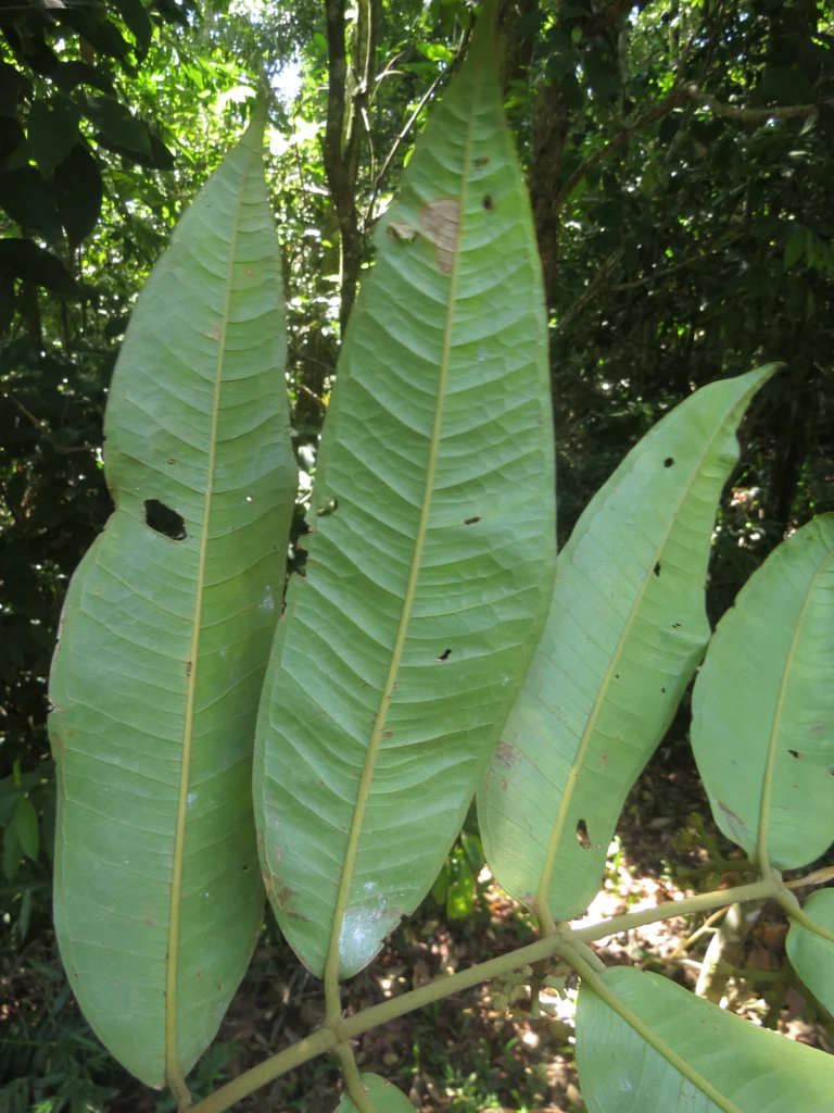 Myrcia spectabilis (10)