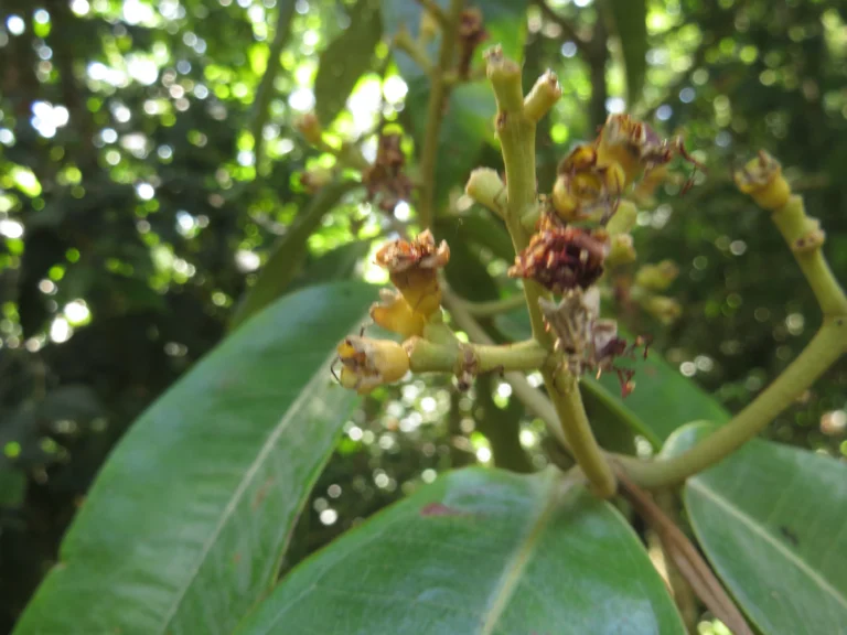 Myrcia spectabilis (7)
