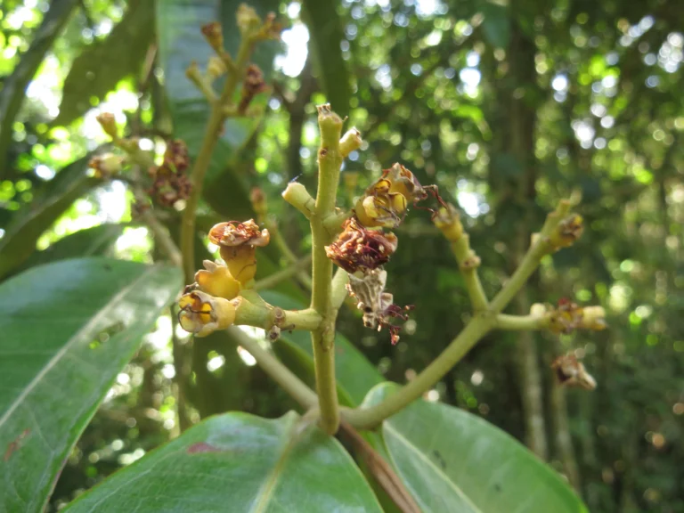 Myrcia spectabilis (5)