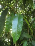 Myrcia spectabilis (3)