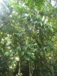 Myrcia spectabilis (1)
