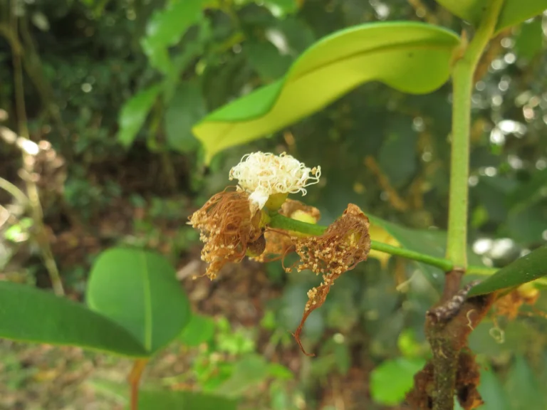Myrcia eugeniopsoides (3)
