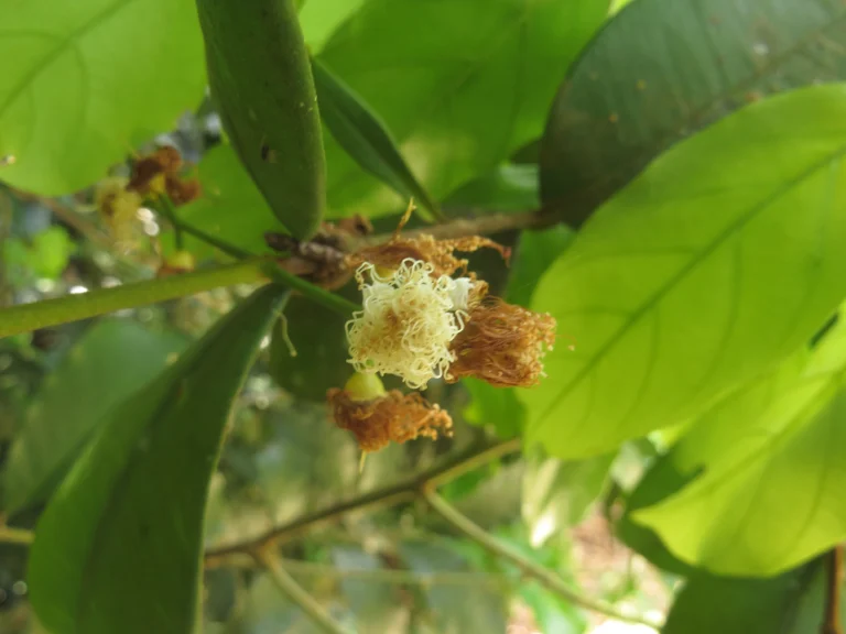 Myrcia eugeniopsoides (2)
