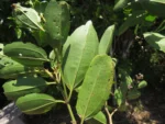 Miconia ligustrina (7)