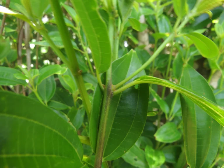 Miconia ligustrina (3)