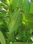 Miconia ligustrina (4)