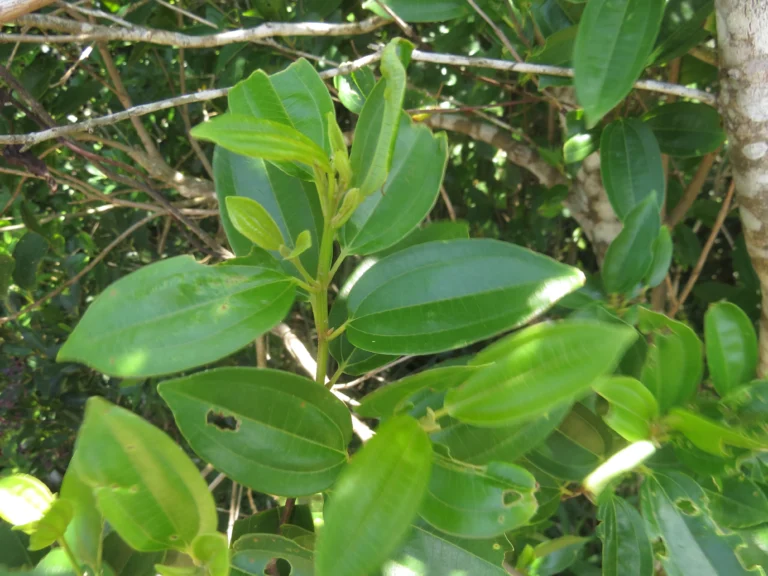 Miconia ligustrina (2)