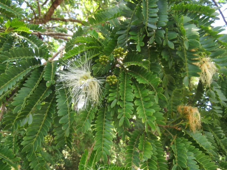 Jupunba langsdorffii (9)
