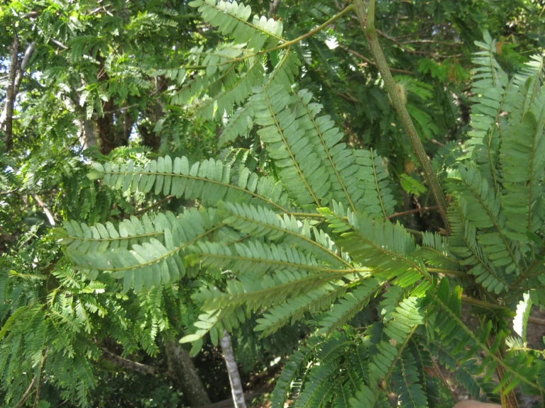 Jupunba langsdorffii (6)