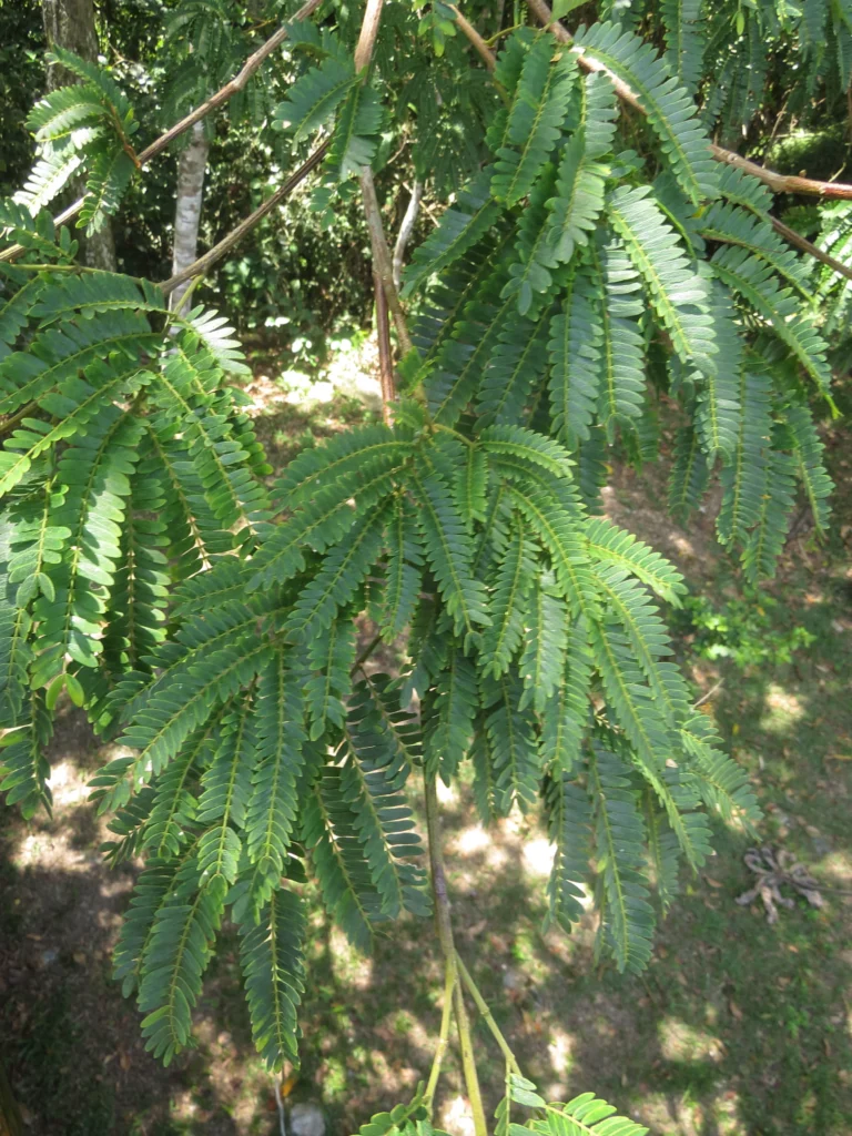 Jupunba langsdorffii (5)