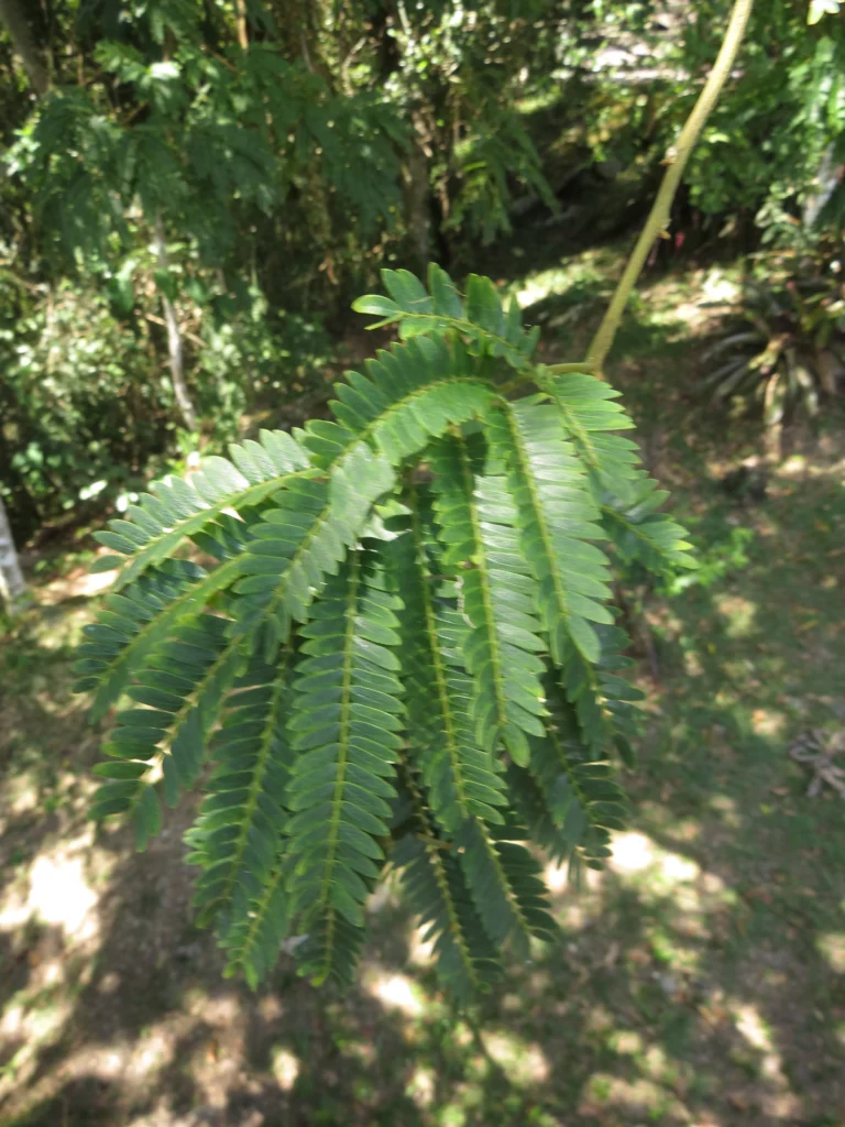 Jupunba langsdorffii (4)
