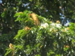Jupunba langsdorffii (2)
