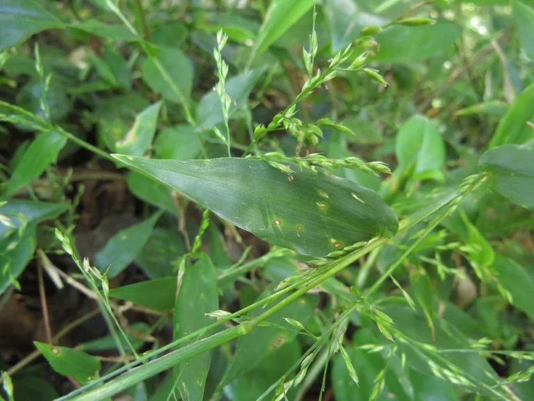 Ichnanthus pallens (5)