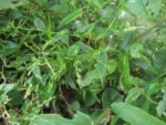 Ichnanthus pallens (1)
