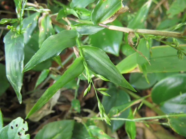 Ichnanthus pallens (2)