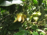 Guatteria australis (3)