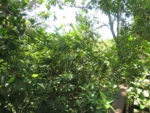 Guatteria australis (1)