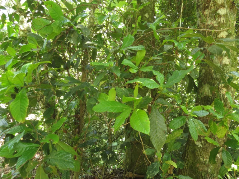 Doliocarpus schottianus (9)