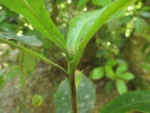 Doliocarpus schottianus (7)