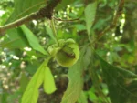 Doliocarpus schottianus (4)