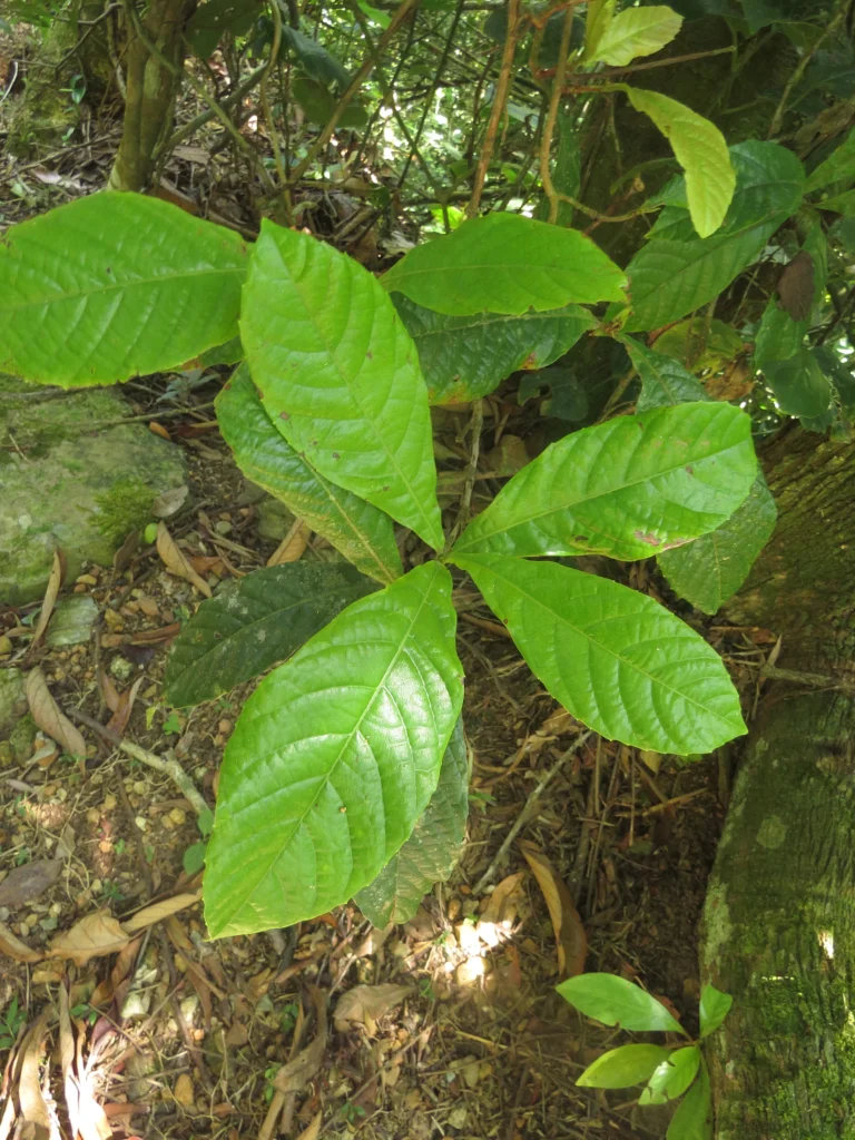 Doliocarpus schottianus (2)