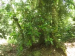 Doliocarpus schottianus (1)