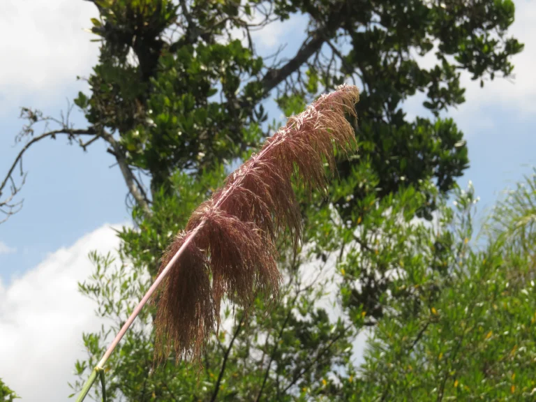 Cortaderia selloana (3)