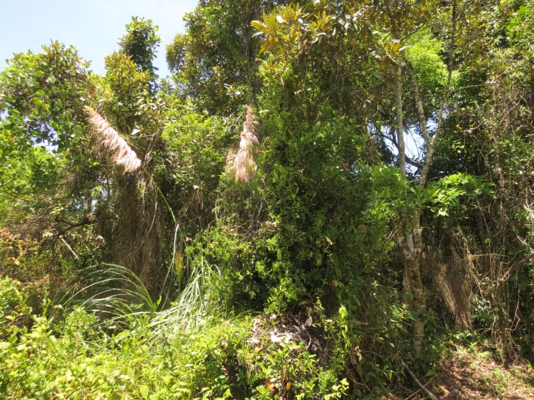 Cortaderia selloana (1)